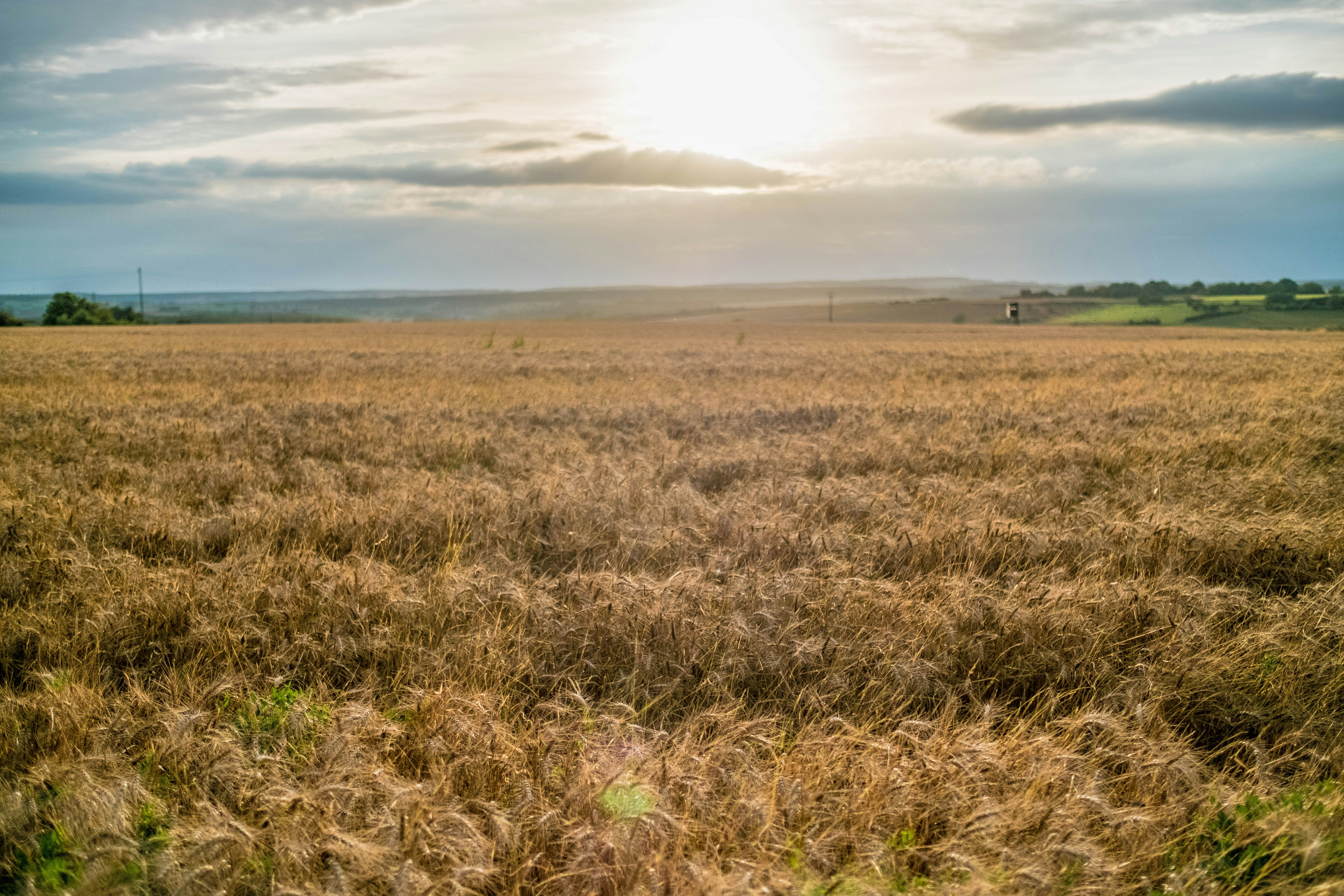 brown grass field during daytime